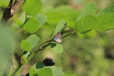 the wild insect , the nature concept image