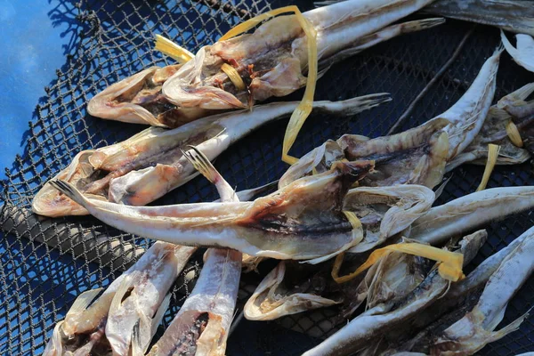 Fiskare Separerar Sina Levande Skaldjur Sai Kung Okt 2013 — Stockfoto