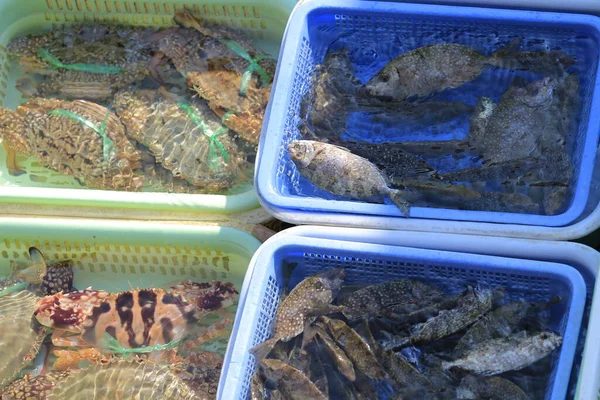 渔人于2013年10月6日在西冈将活鱼分开 — 图库照片