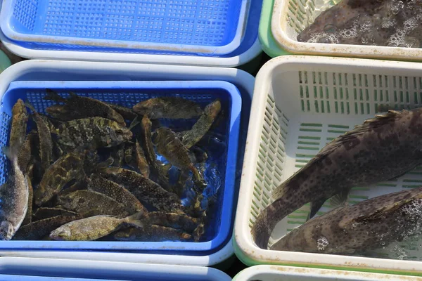 Pescador Separa Seus Frutos Mar Vivos Sai Kung Out 2013 — Fotografia de Stock