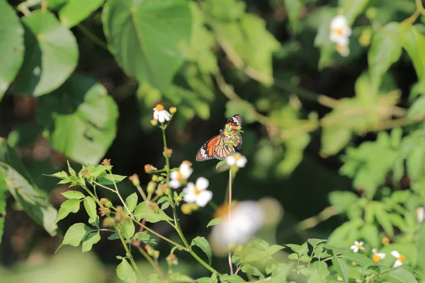 the wild insect , the nature concept image