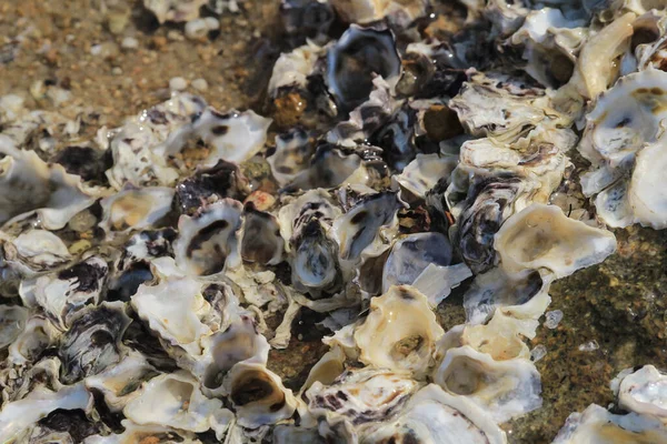 在香港海岸线上的牡蛎壳 — 图库照片