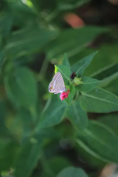 Stock image the wild insect , the nature concept image