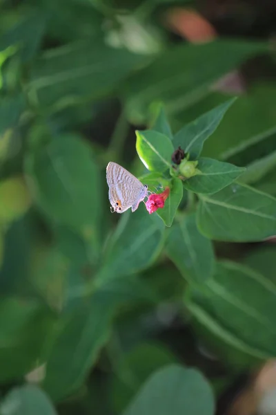 stock image the wild insect , the nature concept image