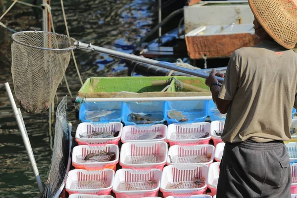 Fiskare Separerar Sina Levande Skaldjur Sai Kung Okt 2013 — Stockfoto
