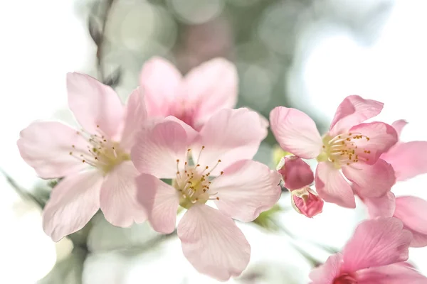 Beautiful Sakura Tree Flower Seasonal Cherry Blossom Flower — Stock Photo, Image