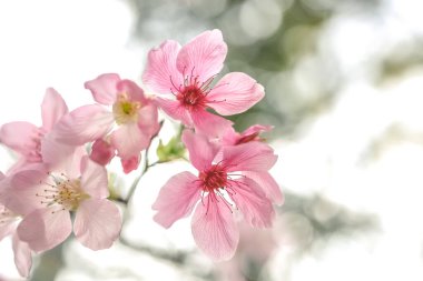 Güzel sakura ağacı çiçeği, mevsimlik kiraz çiçeği