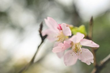 Güzel sakura ağacı çiçeği, mevsimlik kiraz çiçeği