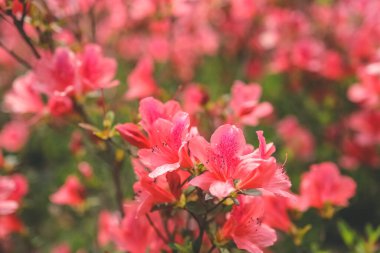 Kırmızı açelya, Azalea ağaçta çiçek açıyor.