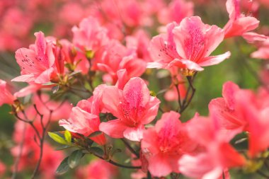 Kırmızı açelya, Azalea ağaçta çiçek açıyor.