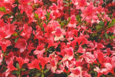 Kırmızı açelya, Azalea ağaçta çiçek açıyor.