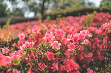 Kırmızı açelya, Azalea ağaçta çiçek açıyor.
