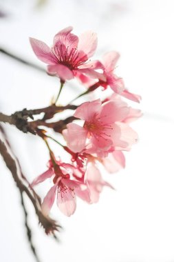 Güzel sakura ağacı çiçeği, mevsimlik kiraz çiçeği