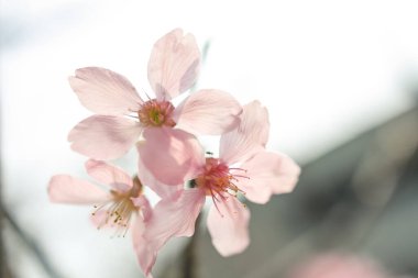 Güzel sakura ağacı çiçeği, mevsimlik kiraz çiçeği
