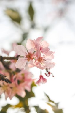 Güzel sakura ağacı çiçeği, mevsimlik kiraz çiçeği