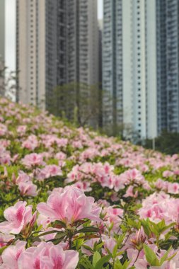 Pembe açelya çiçekleri, Park 'ta büyüyen bitkiler.