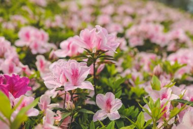 Pembe açelya çiçekleri, Park 'ta büyüyen bitkiler.