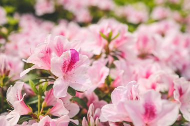 Pembe açelya çiçekleri, Park 'ta büyüyen bitkiler.