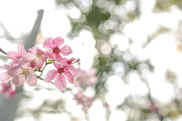 stock image beautiful sakura tree flower, seasonal cherry blossom flower