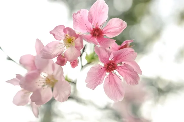 Красивый Цветок Сакуры Сезонный Цветок Вишни — стоковое фото