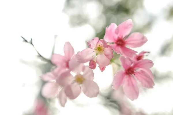 Bela Flor Árvore Sakura Flor Cereja Sazonal — Fotografia de Stock