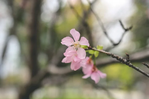 Mooie Sakura Boom Bloem Seizoensgebonden Kersenbloesem Bloem — Stockfoto