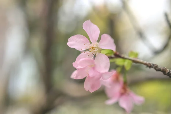 Beautiful Sakura Tree Flower Seasonal Cherry Blossom Flower — Stock Photo, Image