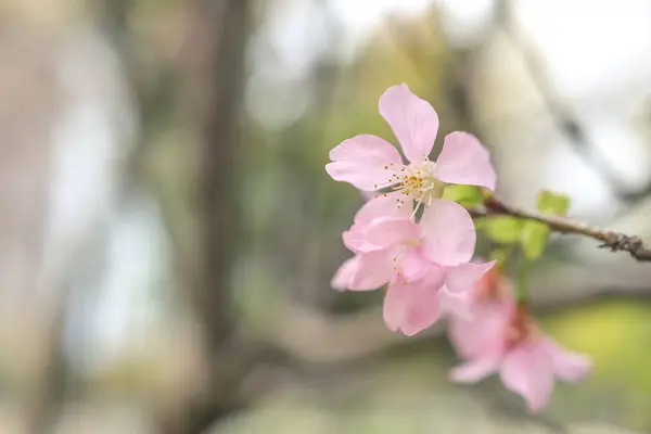 Schöne Sakura Baumblume Saisonale Kirschblütenblume — Stockfoto