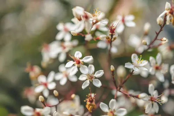 Gypsophila Flowers White Flowers Natural Park — Stock Photo, Image