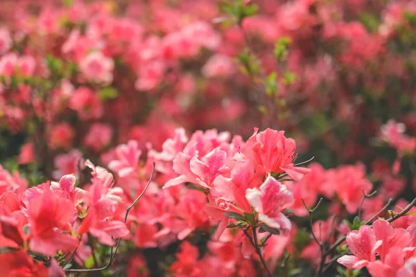 Kırmızı açelya, Azalea ağaçta çiçek açıyor.