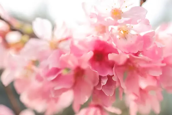 Hermosa Flor Árbol Sakura Flor Flor Cerezo Temporada — Foto de Stock