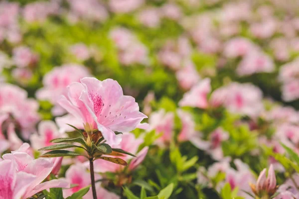 Pembe açelya çiçekleri, Park 'ta büyüyen bitkiler.