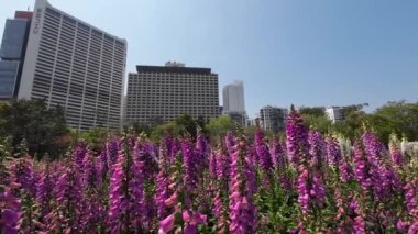 10 Mart 2023 Peyzaj tasarımı ev bahçesi, çiçekler Hong Kong 'u gösteriyor.