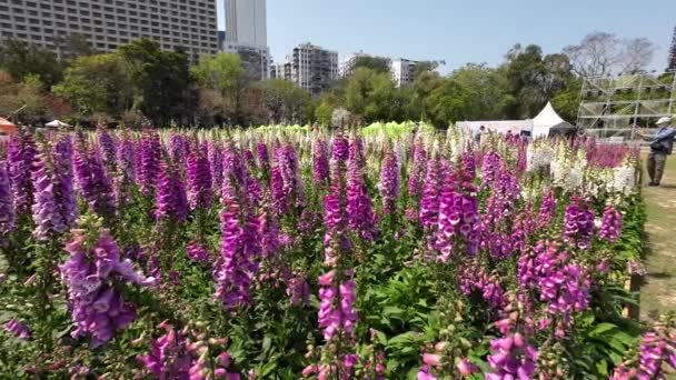 Mart 2023 Peyzaj Tasarımı Bahçesi Çiçekler Hong Kong Gösteriyor — Stok video