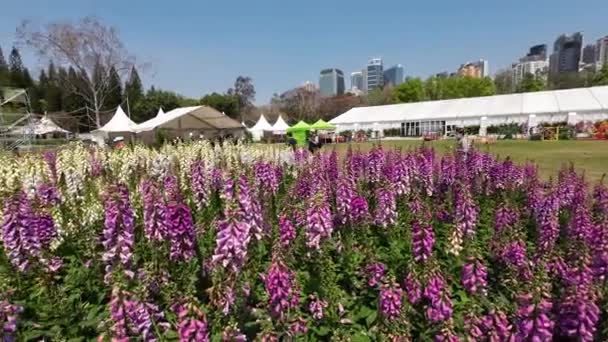 Jardín Casero Diseño Paisaje Exposición Flores Hong Kong Marzo 2023 — Vídeo de stock