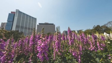 Yüksükotu çiçekleri, 10 Mart 2023 ilkbaharında taze çiçek açtı.