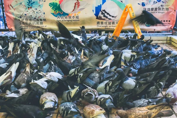 香港的一群鸽子 — 图库照片