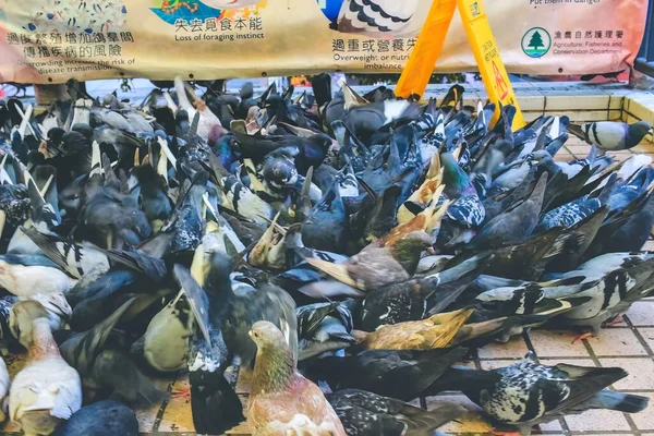 香港的一群鸽子 — 图库照片