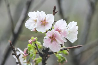 Güzel sakura ağacı çiçeği, mevsimlik kiraz çiçeği