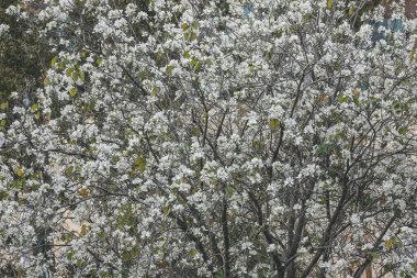 Beyaz orkide ağaçlarının yakın çekimi, Bauhinia variegata