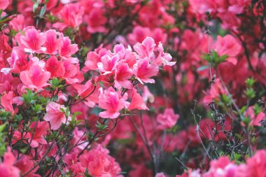 Kırmızı açelya, Azalea ağaçta çiçek açıyor.