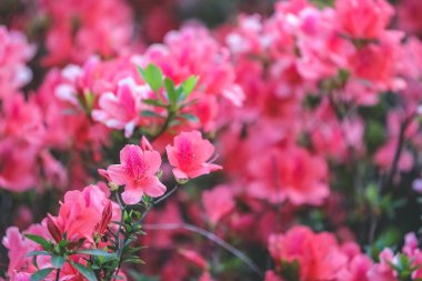 Kırmızı açelya, Azalea ağaçta çiçek açıyor.