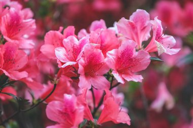 Kırmızı açelya, Azalea ağaçta çiçek açıyor.