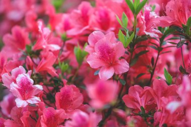 Kırmızı açelya, Azalea ağaçta çiçek açıyor.