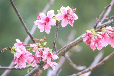 Güzel sakura ağacı çiçeği, mevsimlik kiraz çiçeği