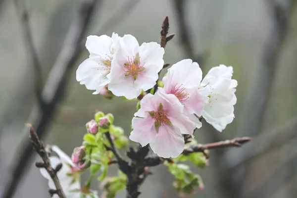 Bellissimo Fiore Albero Sakura Fiore Ciliegio Stagionale — Foto Stock
