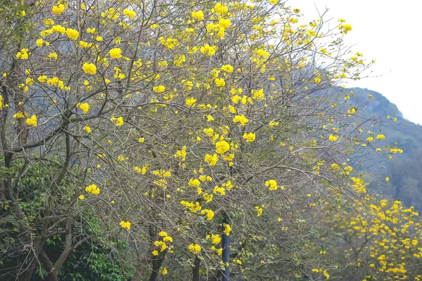 Fiore Giallo Dorato Tabebuia Chrysotricha Fiori Nel Parco — Foto Stock