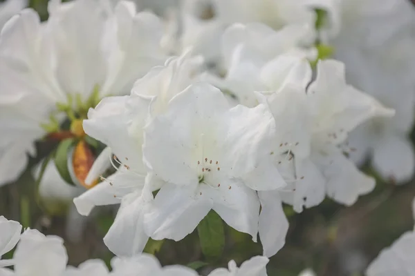 白色杜鹃花 生长在公园的植物 — 图库照片