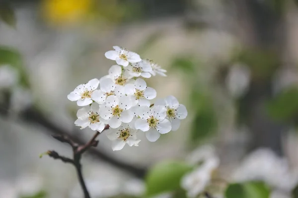 Sand Pear Pyrus Pyrifolia Flowers Beautiful White Flowers Bloom — Stock Photo, Image