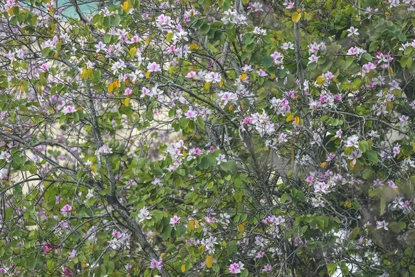 バウヒニア バリエガータの花のようなピンクの蘭の群生 — ストック写真